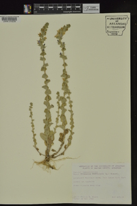 Triodanis perfoliata subsp. perfoliata image