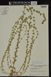 Triodanis perfoliata subsp. perfoliata image