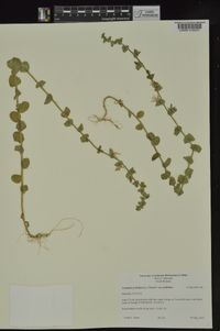 Triodanis perfoliata subsp. perfoliata image