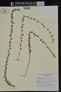 Triodanis perfoliata subsp. perfoliata image