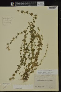 Triodanis perfoliata subsp. perfoliata image