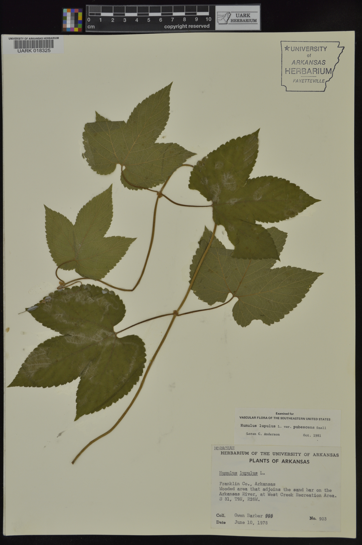 Humulus lupulus var. pubescens image