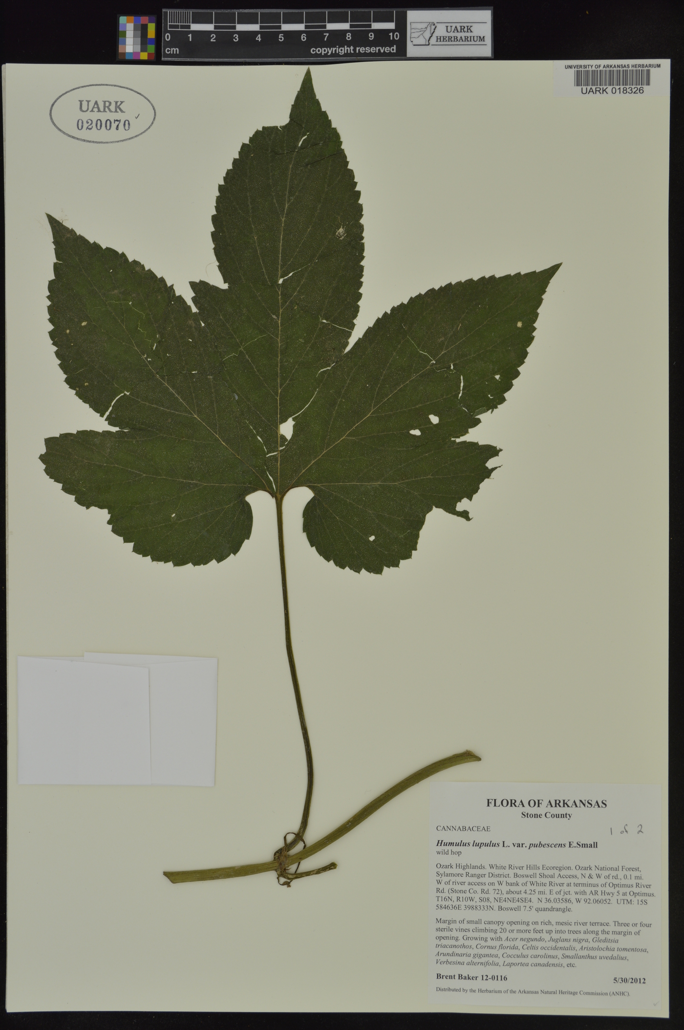 Humulus lupulus var. pubescens image