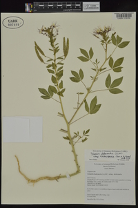 Polanisia dodecandra subsp. trachysperma image