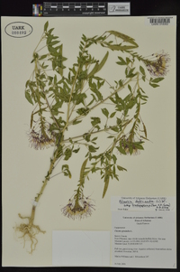 Polanisia dodecandra subsp. trachysperma image