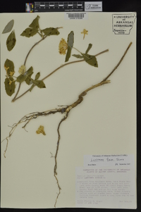 Lonicera flava image