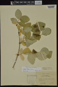 Lonicera flava image