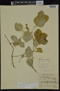 Lonicera flava image