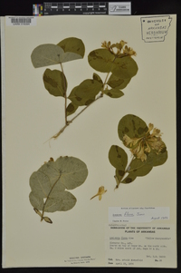 Lonicera flava image