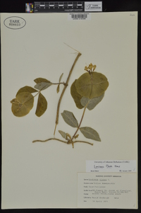 Lonicera flava image