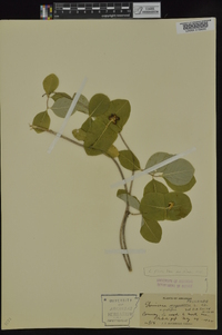 Lonicera flava image