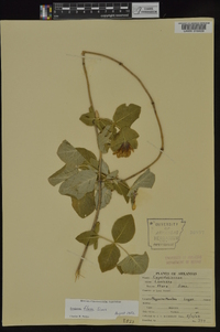 Lonicera flava image