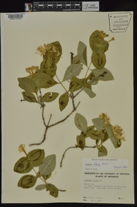 Lonicera flava image