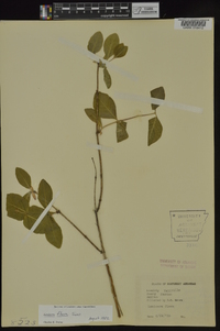 Lonicera flava image