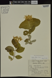 Lonicera flava image