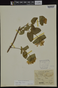 Lonicera flava image