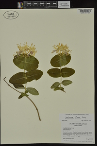 Lonicera flava image