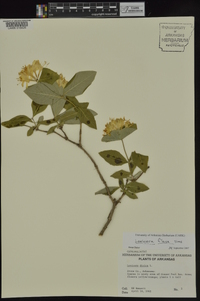 Lonicera flava image