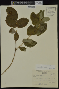 Lonicera flava image