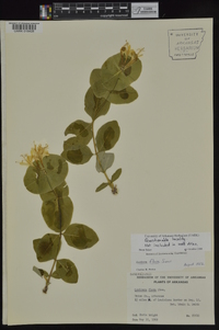 Lonicera flava image