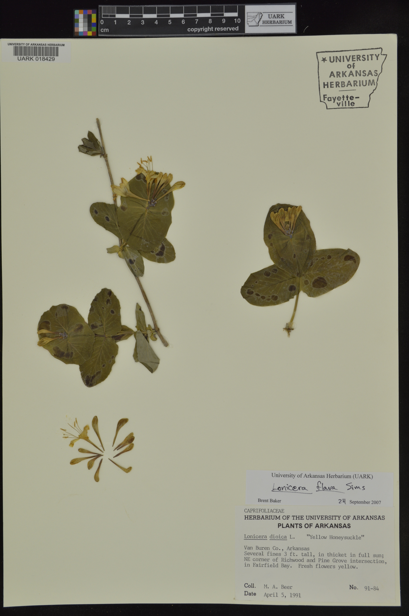 Lonicera flava image