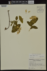 Lonicera flava image