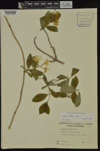 Lonicera flava image