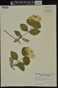 Lonicera flava image