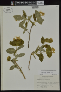 Lonicera flava image