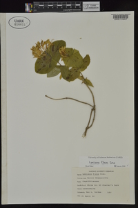 Lonicera flava image