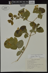 Lonicera flava image