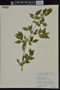 Lonicera maackii image