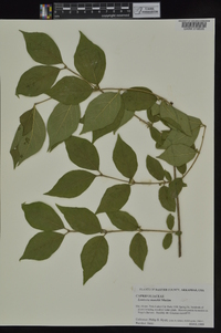 Lonicera maackii image