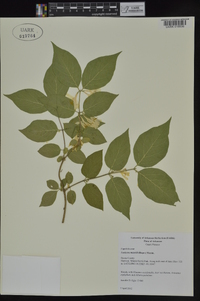 Lonicera maackii image