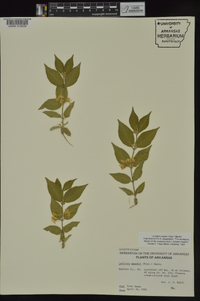 Lonicera maackii image