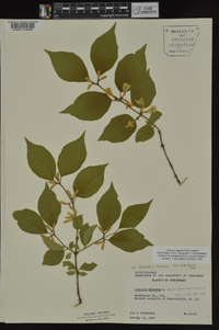 Lonicera maackii image