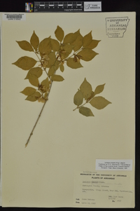 Lonicera maackii image