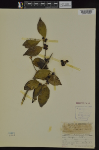 Lonicera maackii image