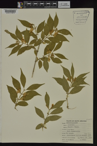 Lonicera maackii image