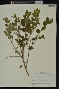 Symphoricarpos orbiculatus image