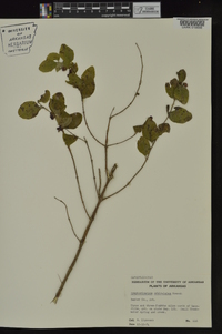 Symphoricarpos orbiculatus image