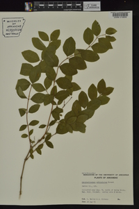 Symphoricarpos orbiculatus image