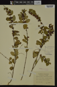 Symphoricarpos orbiculatus image