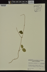 Symphoricarpos orbiculatus image