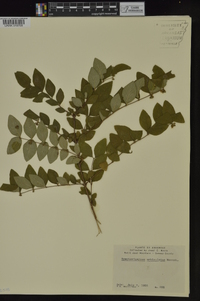 Symphoricarpos orbiculatus image