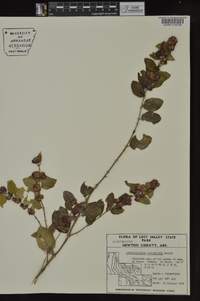 Symphoricarpos orbiculatus image