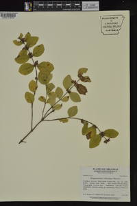 Symphoricarpos orbiculatus image