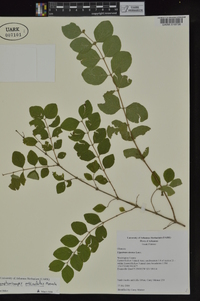 Symphoricarpos orbiculatus image