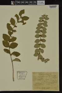 Symphoricarpos orbiculatus image