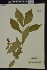 Triosteum angustifolium image